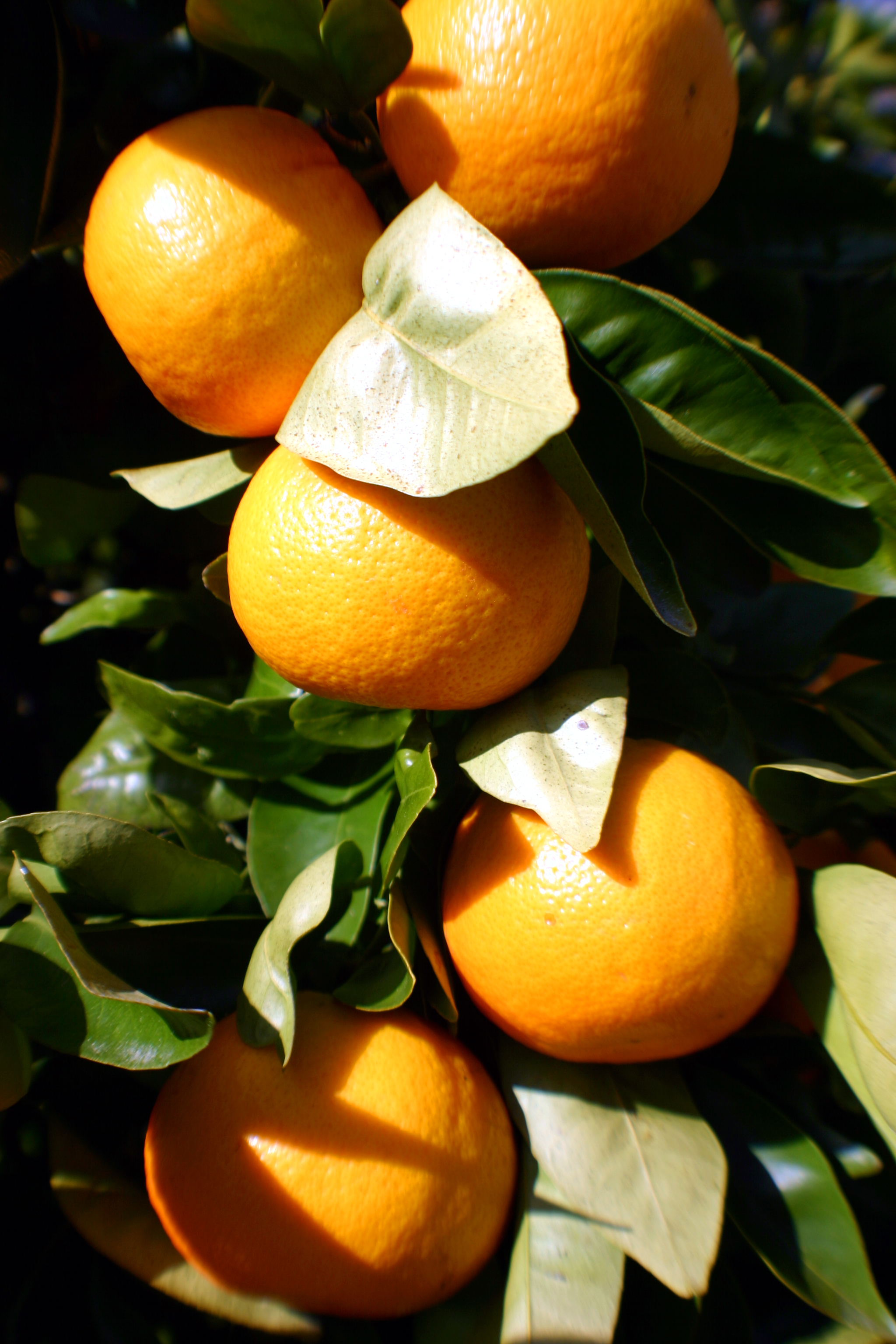 orange tree