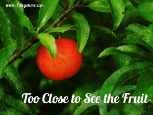 too close to see the fruit